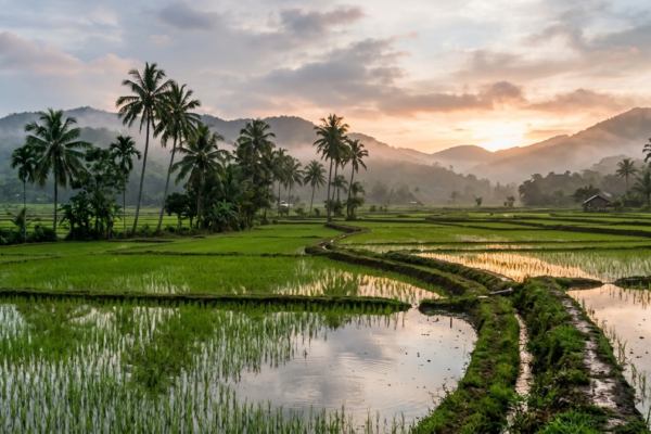 Japanese Encephalitis Vaccine: A Traveller’s Guide