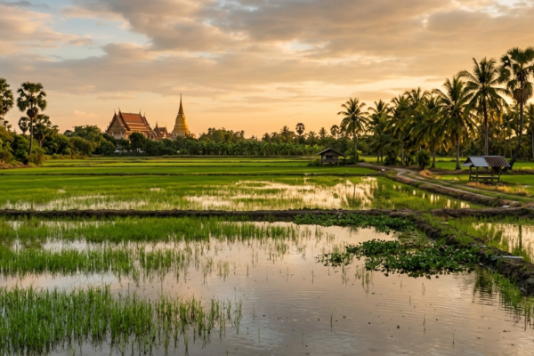 Do You Need the Japanese Encephalitis Vaccine for Thailand?